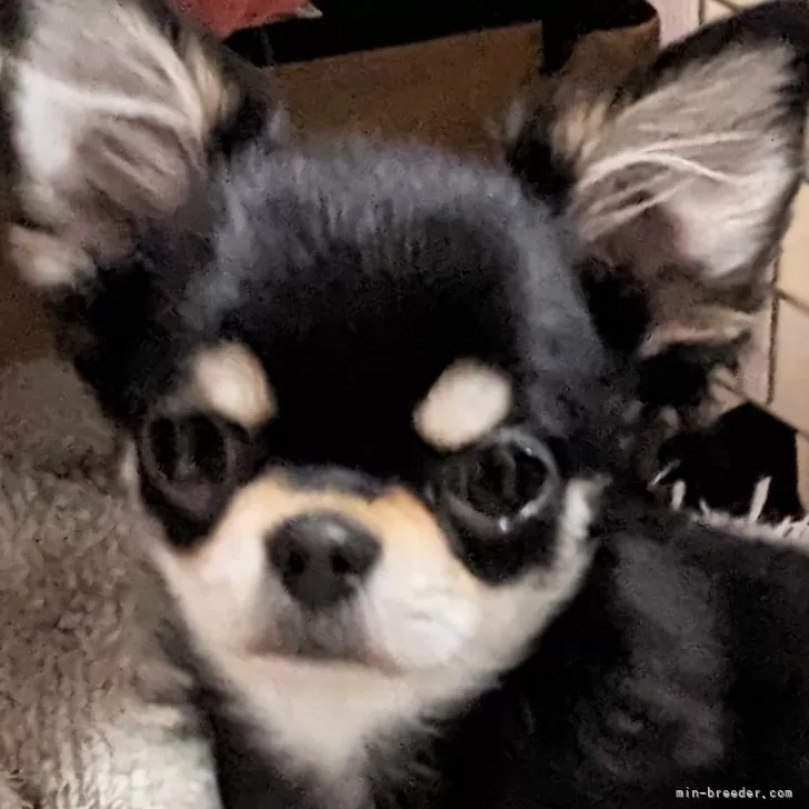 ID:2311-03061の子犬