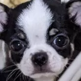 チワワ(スムース)【埼玉県・女の子・2024年1月25日・ブラック&ホワイトタン】の写真5