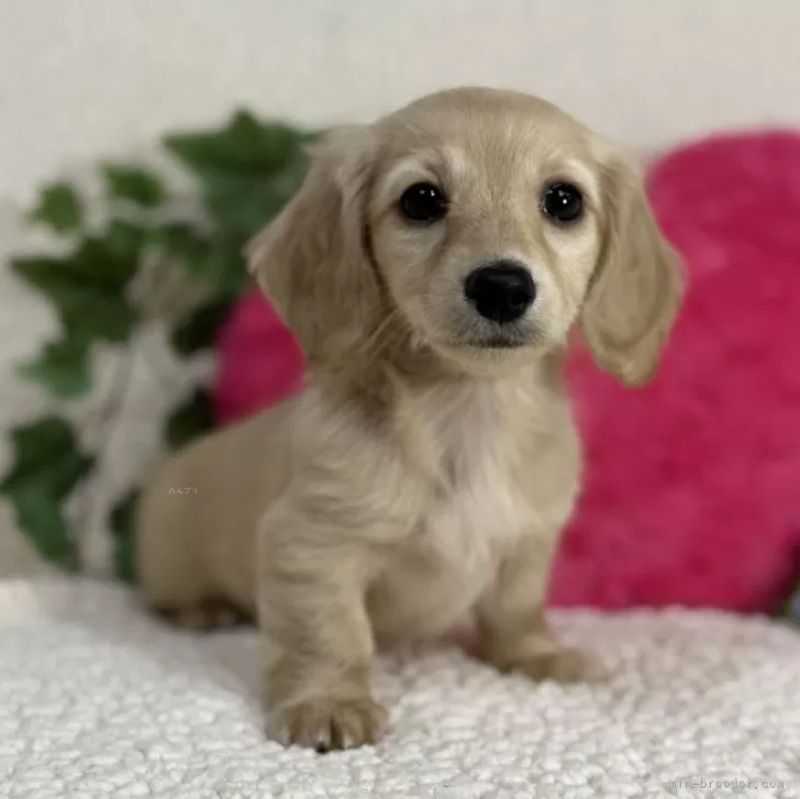 ID：2501-08178の子犬