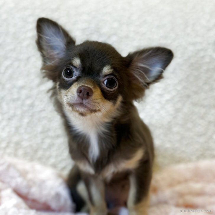 ブリーダー画像