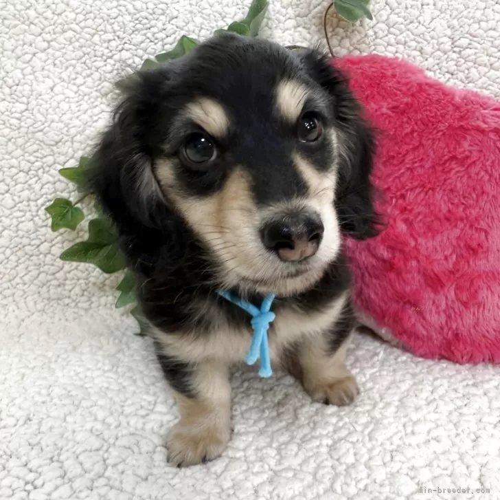 ID:2505-03881の子犬