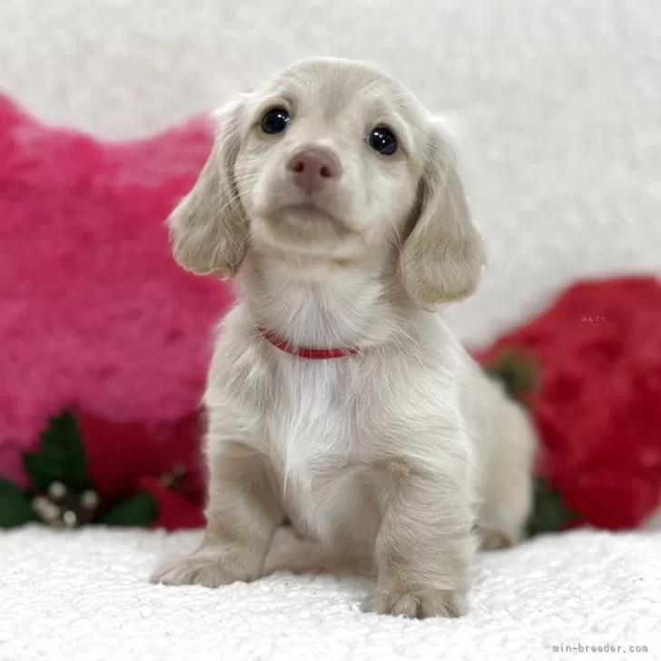 ミニチュアダックスフンド(ロング)【鹿児島県・女の子・2025年10月8日・イエロー(クリーム)】の写真1「生後49日目撮影」