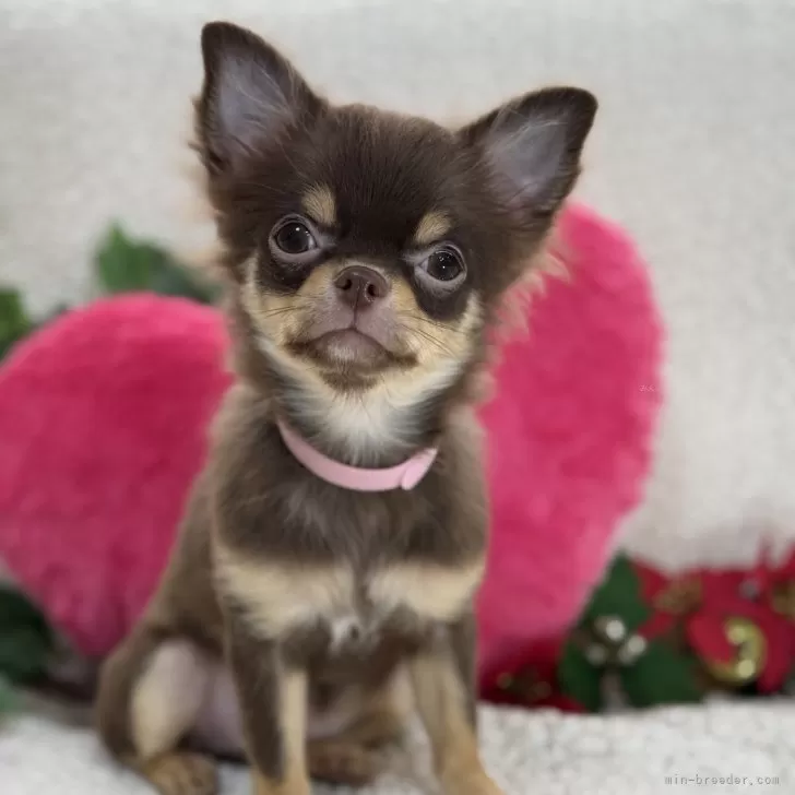 ID：2408-05918の子犬