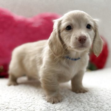 ミニチュアダックスフンド(ロング)【鹿児島県・男の子・2025年10月8日・イエロー(クリーム)】の写真「キレイなクリームくんです。」