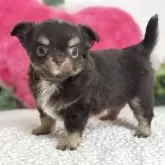 チワワ(ロング)
