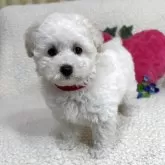 タイニープードル