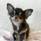 チワワ(ロング)