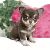 チワワ(ロング)