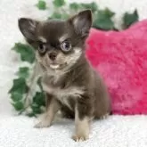 チワワ(ロング)