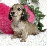 ミニチュアダックスフンド(ロング)