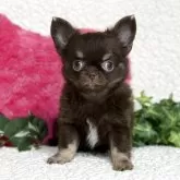 チワワ(ロング)