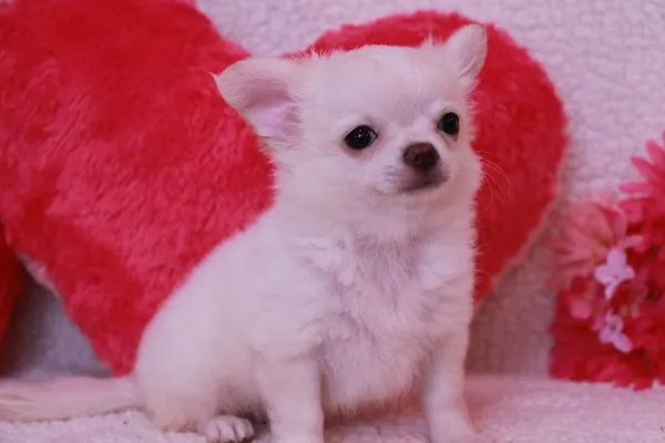ID:1406-00298の子犬