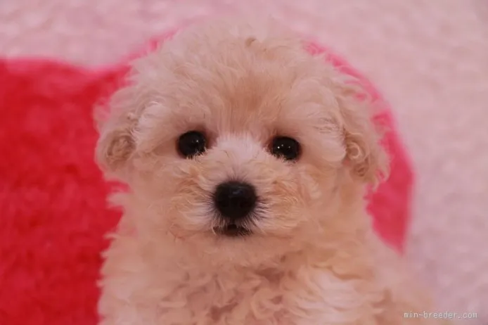 ID:1509-00542の子犬