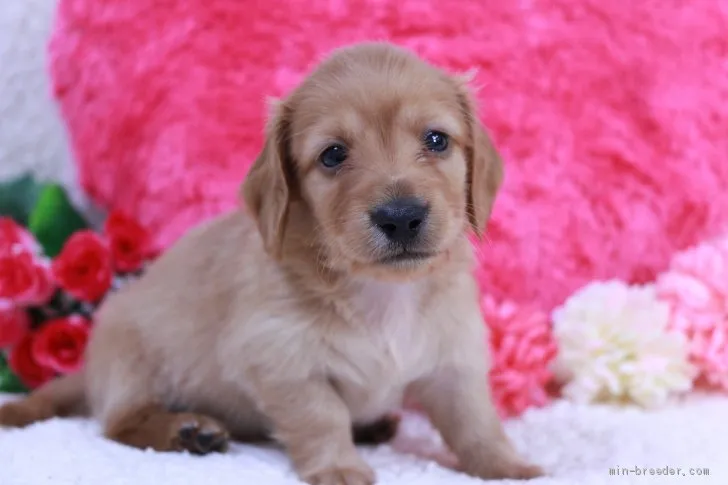 A.K 様のお迎えした子犬