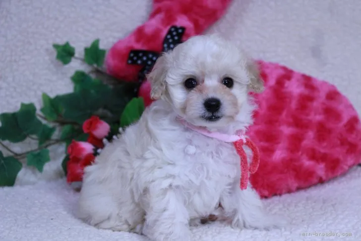 ID:1912-02264の子犬