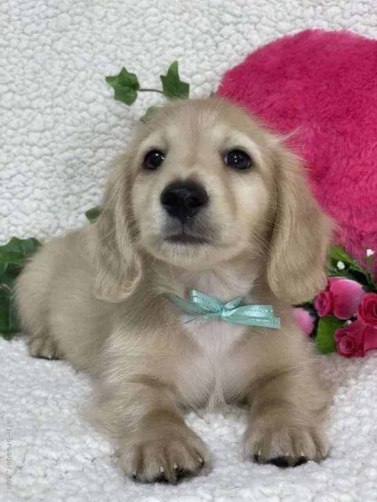 ID：2107-02643の子犬