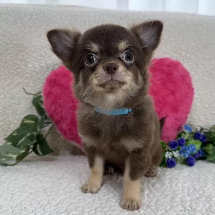 ID:2408-05686の子犬