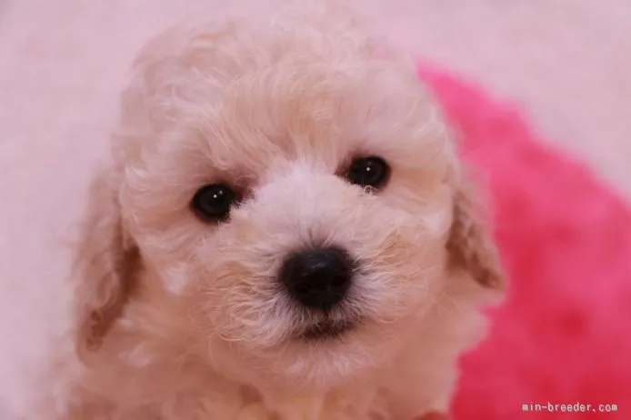 ID:1509-00543の子犬