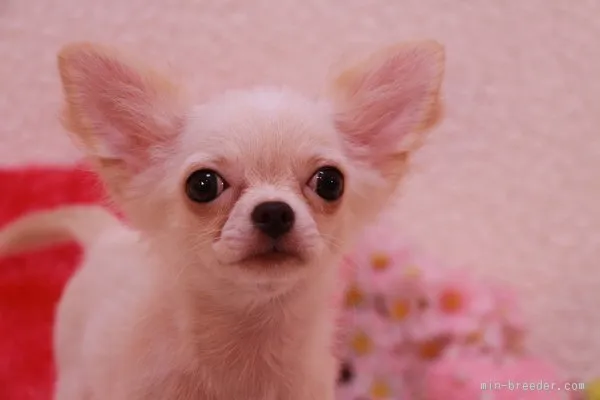 ID:1507-00587の子犬