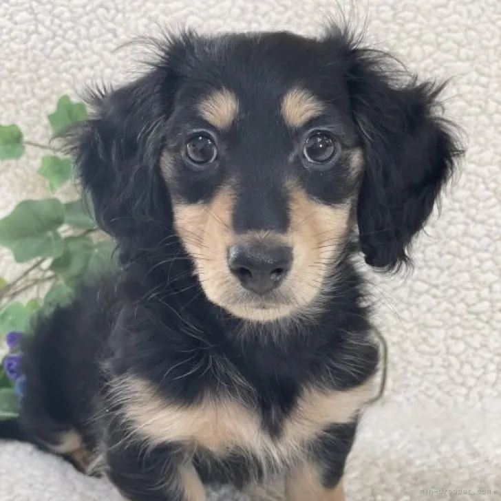 ID:2212-02930の子犬