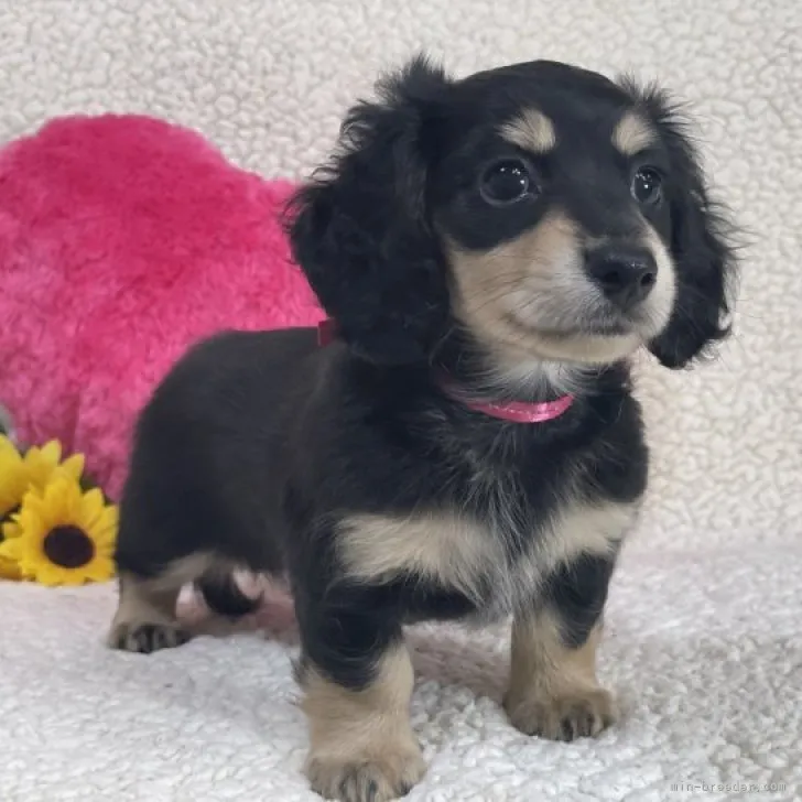 ID:2307-01021の子犬