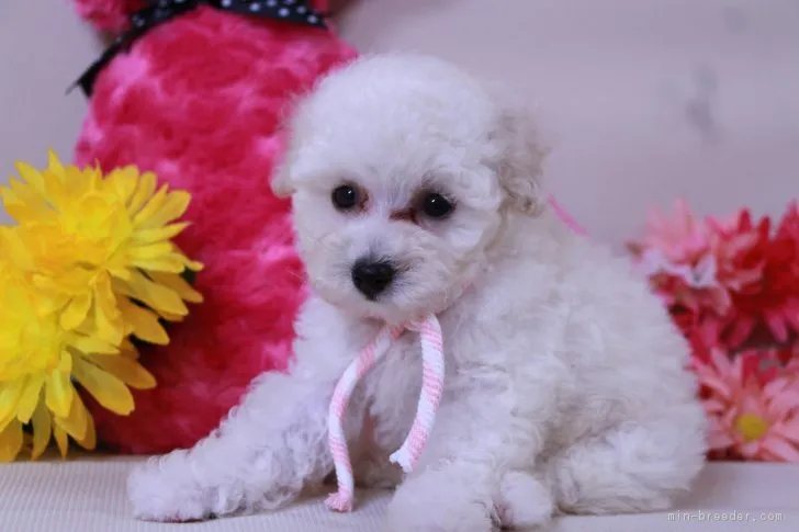 ID:1807-01593の子犬
