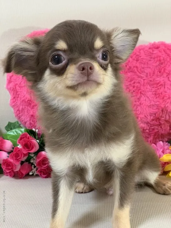 ID：1904-02796の子犬