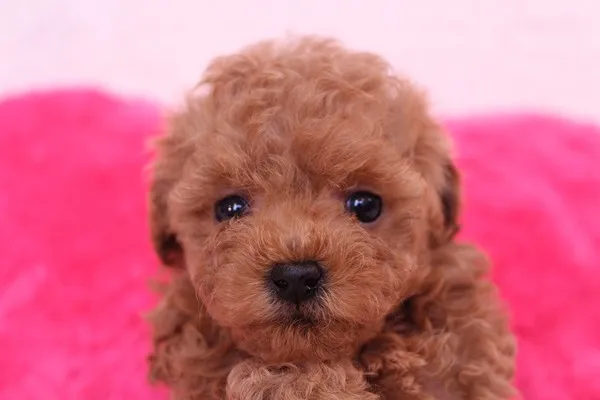 ココちゃん 様のお迎えした子犬