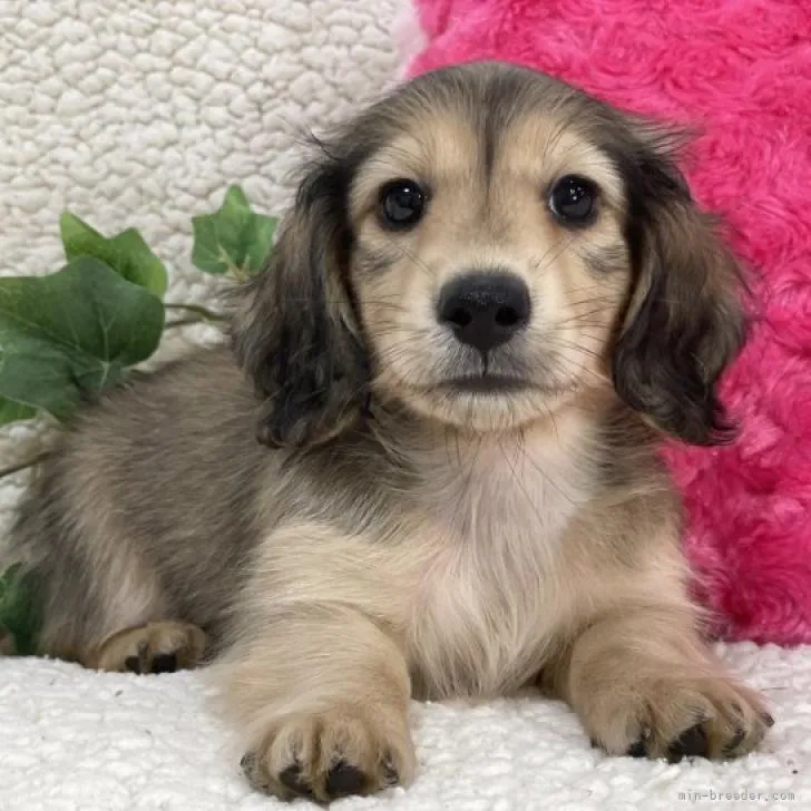 ID:2209-00564の子犬