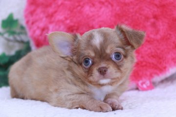 チワワ(ロング)【鹿児島県・男の子・2021年10月3日・チョコフォーン】の写真「まんまるお目めの　かわいいコです♪」