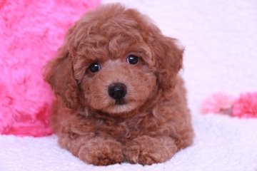 トイプードル(タイニー)【鹿児島県・女の子・2015年5月19日・レッド】の写真「癒し系の　女の子らしいかわいいお顔だち♪」
