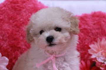 トイプードル(タイニー)【鹿児島県・女の子・2016年9月21日・ホワイト(クリーム)】の写真「ちいさめ　おっとりな女の子です♪」