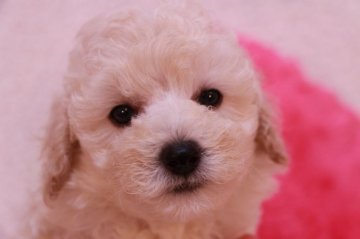 トイプードル(タイニー)【鹿児島県・男の子・2015年8月10日・ホワイト】の写真「甘えん坊のかわいい男の子です。」