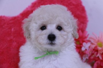 トイプードル(トイ)【鹿児島県・男の子・2017年4月17日・ホワイト】の写真「おっとりさんな男の子です☆」