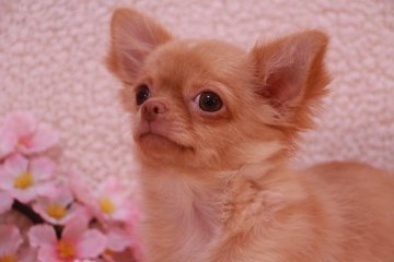 チワワ(ロング)【鹿児島県・女の子・2014年11月7日・クリーム】の写真「頭　まん丸　お鼻　短いです♪」