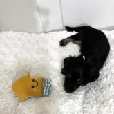 カニンヘンダックスフンド(ロング)【岐阜県・男の子・2025年7月24日・ブラック&タン】の写真10