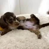 カニンヘンダックスフンド(ロング)【岐阜県・男の子・2025年7月24日・ブラウンダップル】の写真11