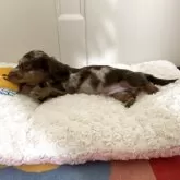 カニンヘンダックスフンド(ロング)【岐阜県・男の子・2025年7月24日・ブラウンダップル】の写真14