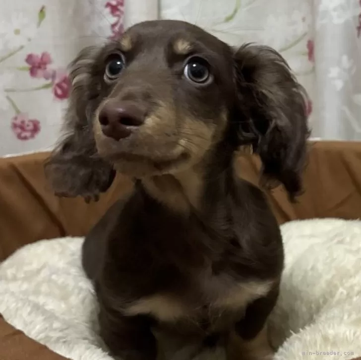 ねんぞう 様のお迎えした子犬