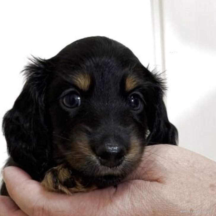 ブリーダー画像