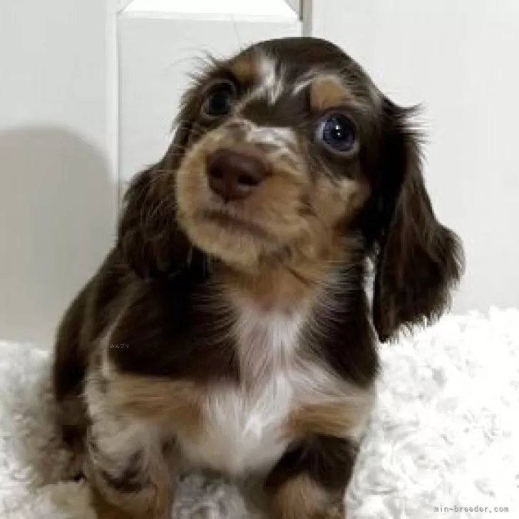 カニンヘンダックスフンド(ロング)【岐阜県・男の子・2025年7月24日・ブラウンダップル】の写真1