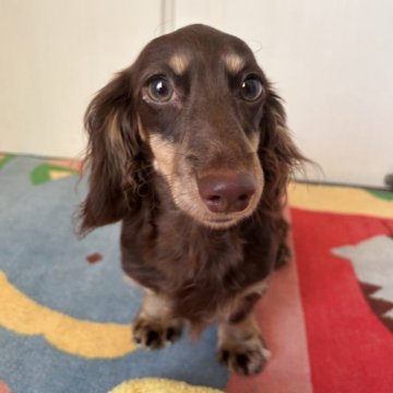 カニンヘンダックスフンド(ロング)【岐阜県・女の子・2024年12月28日・。ブラウン&イエロー】の写真「三角お目目の美人さん。PRA安心。」