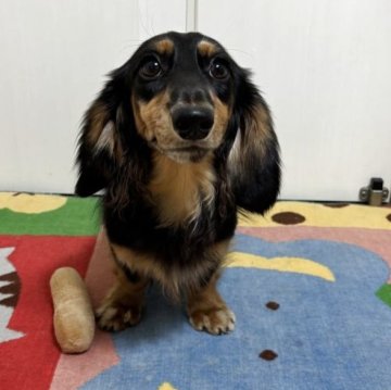 カニンヘンダックスフンド(ロング)【岐阜県・男の子・2024年12月22日・シルバーダップル】の写真「パパはカニンヘン４か国チャンピオン　PRA安心」