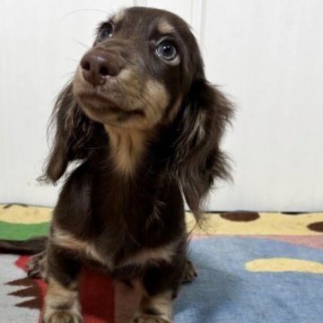 カニンヘンダックスフンド(ロング)【岐阜県・男の子・2025年7月24日・ブラウン&イエロー】の写真「マイペースな優しいイケメン君」