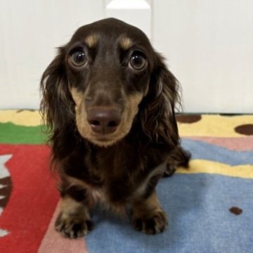 カニンヘンダックスフンド(ロング)【岐阜県・女の子・2024年12月28日・。ブラウン&イエロー】の写真「三角お目目の美人さん。PRA安心」