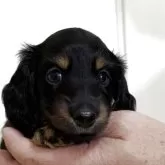 カニンヘンダックスフンド(ロング)【岐阜県・男の子・2025年7月24日・ブラック&タン】の写真1