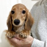 カニンヘンダックスフンド(ロング)