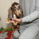 カニンヘンダックスフンド(ロング)