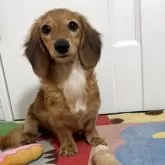 カニンヘンダックスフンド(ロング)【岐阜県・女の子・2025年4月7日・レッド】の写真3