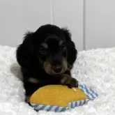 カニンヘンダックスフンド(ロング)【岐阜県・男の子・2025年7月24日・ブラック&タン】の写真5